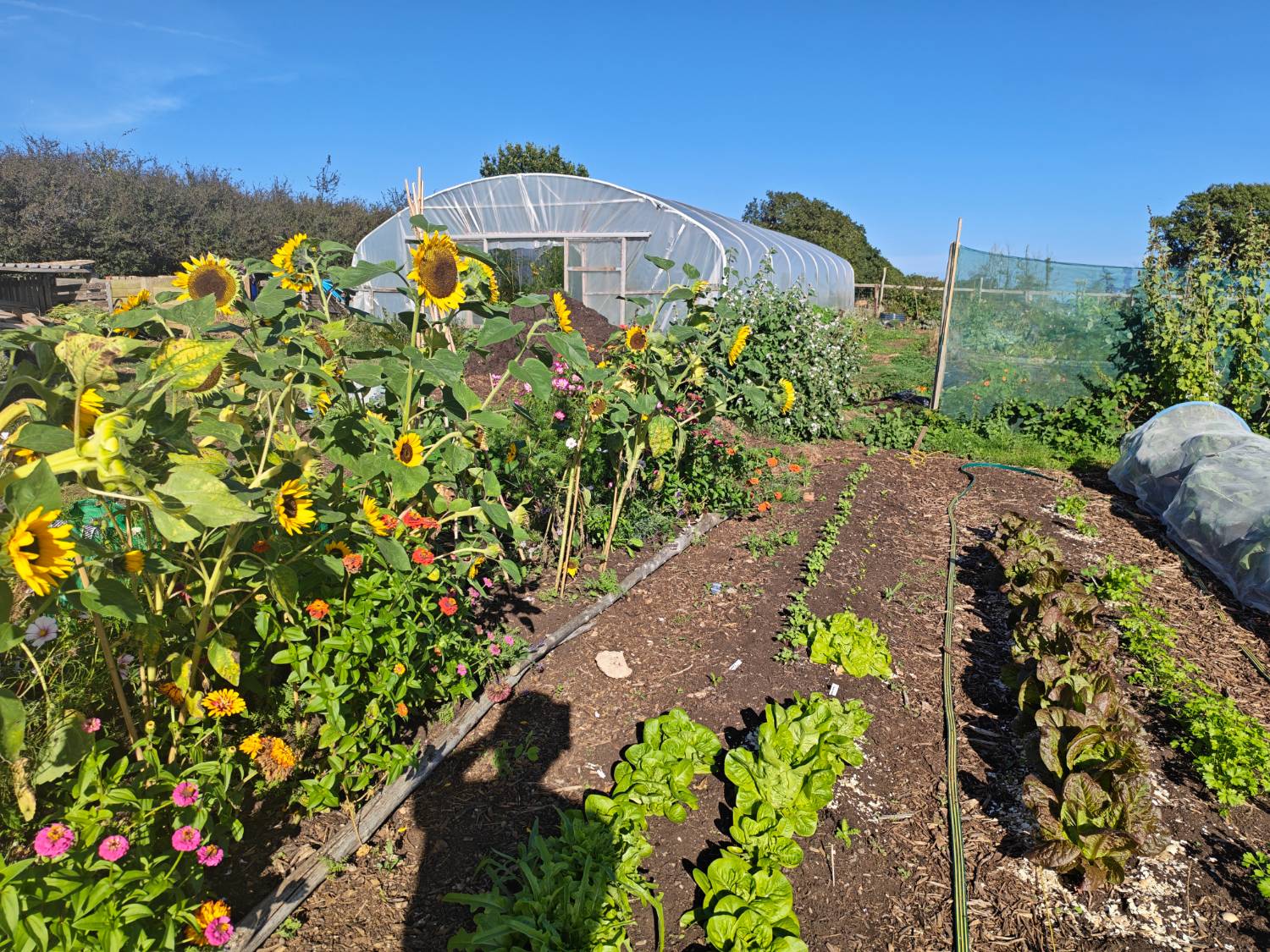 The community garden at Goffin Land, with sunflowers, zinnias and a polytunnel.